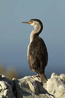 Spotted Shag (Phalacrocorax punctatus) juvenile