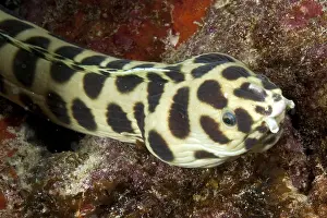 Spotted Snake Eel (Myrichthys maculosus)