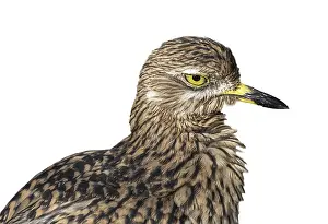 Spotted thick-knee (Burhinus capensis)