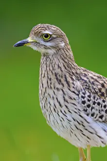 Spotted Thick-knee (Burhinus capensis) Baden-Wuerttemberg