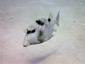 Spotted trunkfish (Lactophrys bicaudalis)