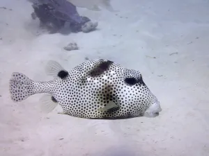 Framed Print : Spotted trunkfish (Lactophrys bicaudalis)