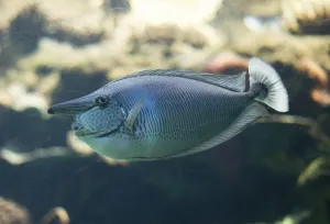 Spotted unicornfish swimming in the aquarium