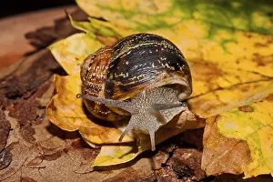 Spotted vineyard snail Cornu aspersum