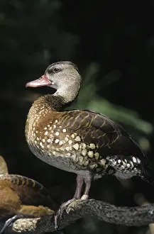 Spotted Whistling Duck (Dendrocygna guttata) standing on branch