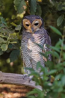 A Spotted wood owl, Strix seloputo