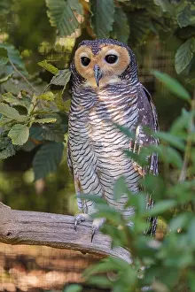A Spotted wood owl, Strix seloputo