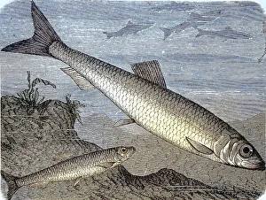 Sprat (sprattus), Clupea and herring (Clupea harengus)