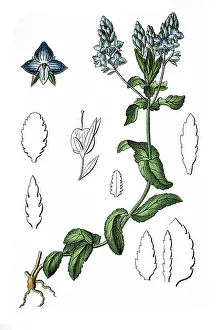 Sprawling speedwell (Veronica prostrata)