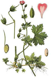 Spreading Cranesbill, Fanleaf Geranium (Geranium divaricatum)
