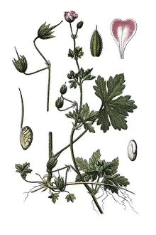 Spreading cranesbill (Geranium divaricatum)
