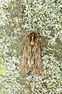 The spreading moth (Brachionycha sphinx) adult