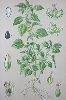 Spreading pellitory (Parietaria judaica)