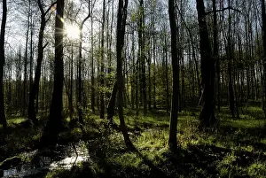 Spring in an alder forest