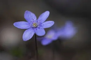 Spring arrives in the forest flowering anemones