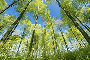 Spring in the beech forest, Beech (Fagus sp)
