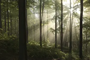 Spring beech forest after a few days of rain in a foggy morning