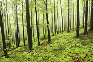 Spring beech forest in misty, rainy weather