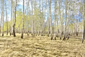 Spring birch forest, young foliage