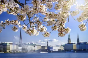 Spring blossom on the banks of the Inner Alster in Hamburg
