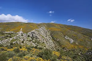 Spring in Crete, broom bushes, rocks
