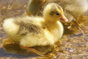 Spring in Crete, close-up, ducklings (anatis)
