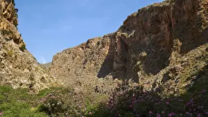 Spring in Crete, oleander (nerii) bush on the right in the shade
