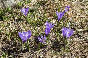 Spring Crocus (Crocus vernus), Dietersbachtal