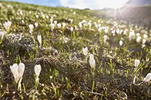 Spring crocus (Crocus vernus), Oetztal