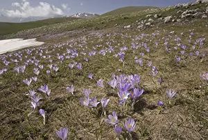 Spring crocus (Crocus vernus), spring saffron