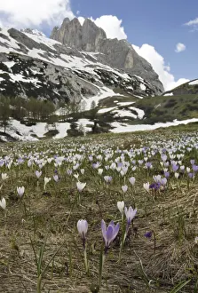 Spring crocus (Crocus vernus), spring saffron