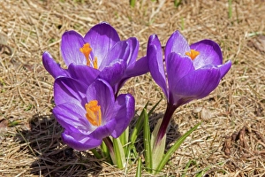 Spring crocus growing in a private garden