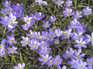Spring-flowering native elfin crocus (Crocus tommasinianus) small-flowered