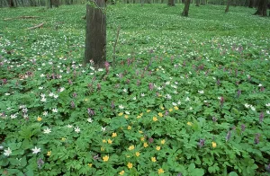 Spring flowers on forest ground
