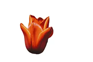 Spring flowers tulips isolated on white background