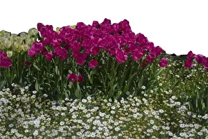 Spring flowers tulips isolated on white background