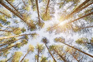 Spring forest background, pine trees in blue sunny sky