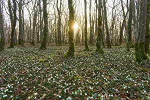 Spring forest with blooming spring snowflakes (Leucojum vernum)