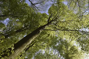 Spring forest, forest, nature, beech