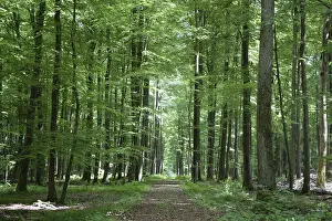 Spring forest, forest, nature, beech