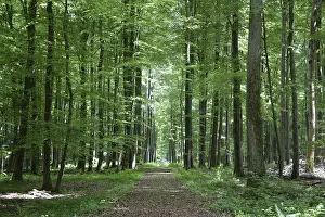 Spring forest, forest, nature, beech