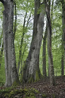 Spring forest, forest, nature, beech