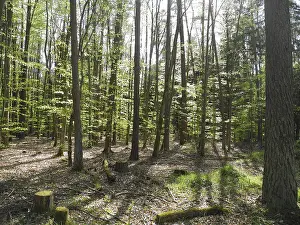 Spring forest, forest, nature, beech