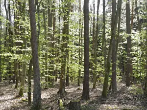 Spring forest, forest, nature, beech