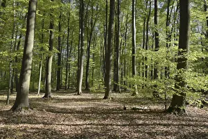 Spring forest, forest, nature, beech