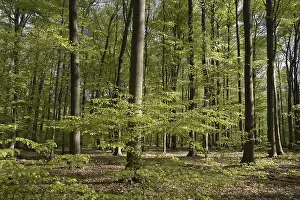 Spring forest, forest, nature, beech