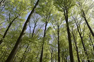 Spring forest, forest, nature, beech
