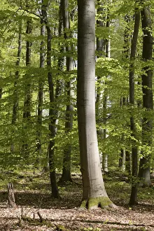 Spring forest, forest, nature, beech