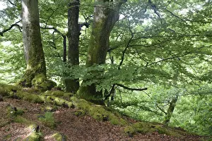 Spring forest, forest, nature, beech
