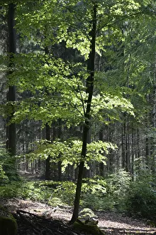 Spring forest, forest, nature, beech